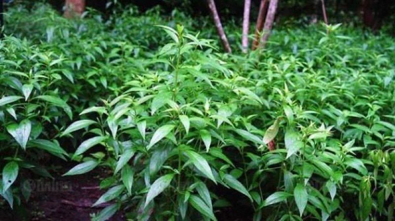 Daun Sambiloto https://pin.it/3YgtilMH7