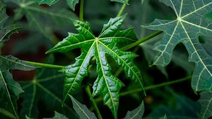 Cara Mengolah Daun Pepaya https://pin.it/5Viiy1BFC