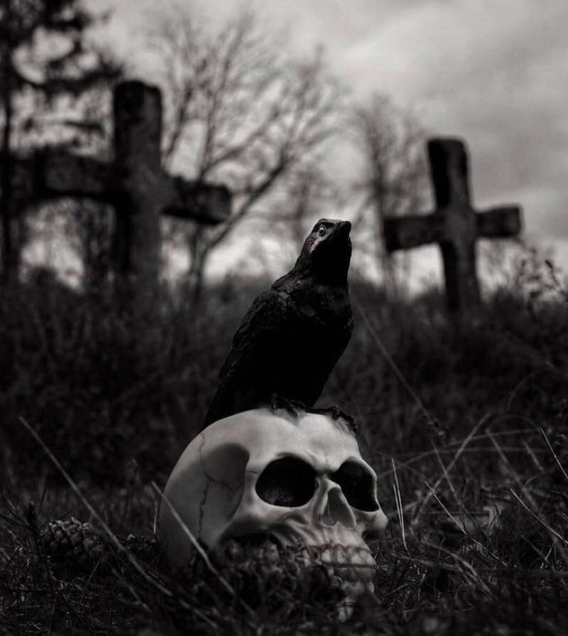 Fakta tentang burung gagak yang dianggap simbol kematian.