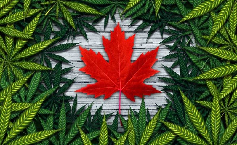 Dampak legalisasi ganja di Kanda setelah berjalan 6 tahun.