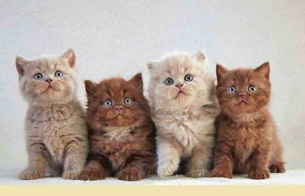 Jenis Jenis Kucing. https://pin.it/4buAODnu5