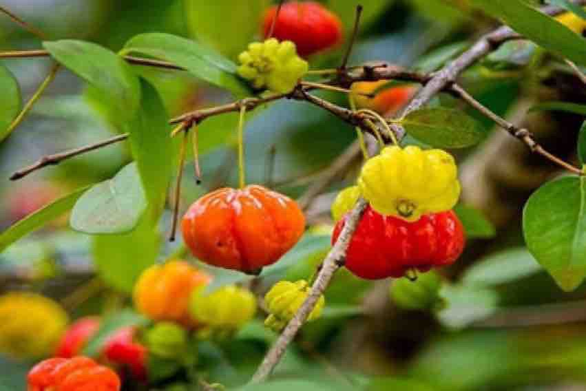 Tanaman Dewandaru https://images.app.goo.gl/2jVeDTKFbevDUquPA