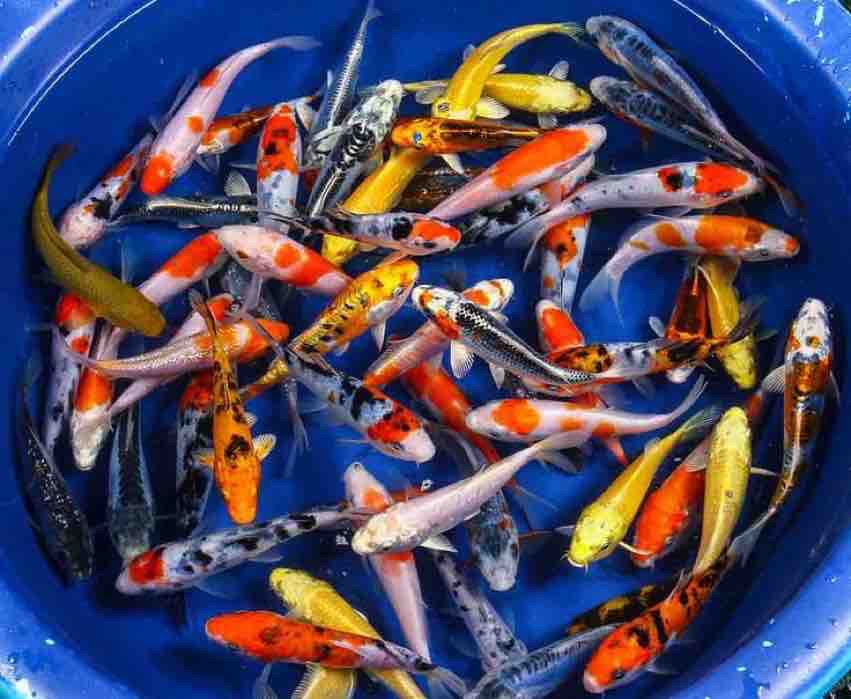 Budidaya Koi https://pin.it/6Mn3xC5Gb
