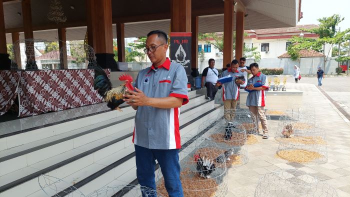 PENJURIAN: Dewan juri saat menilai kondisi ayam katai yang mengikuti lomba Mataram Kate Festival di Taman Budaya Kulon Progo Minggu (22/9/2024).