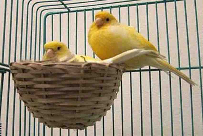 Burung Kenari https://pin.it/t674lKLCQ