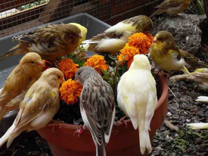 Burung Kenari https://pin.it/4C1FKzOfa