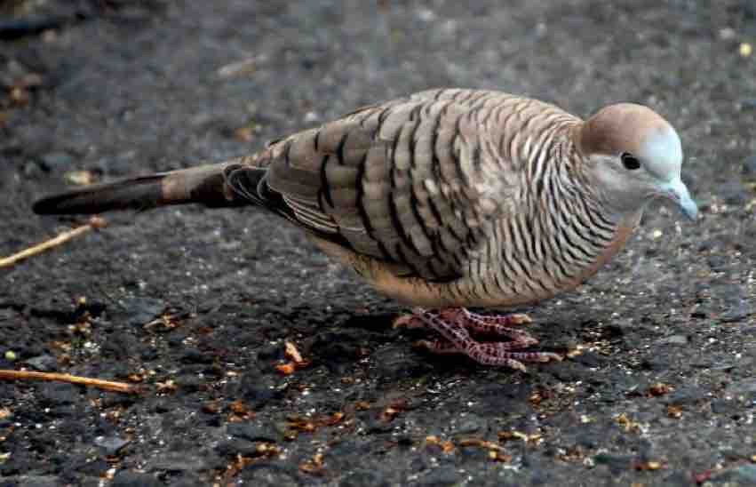Burung Perkutut. https://pin.it/6JdNC2gSs