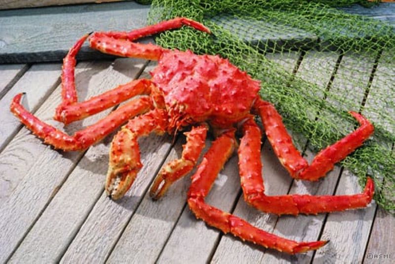 Alaskan Kinng Crab