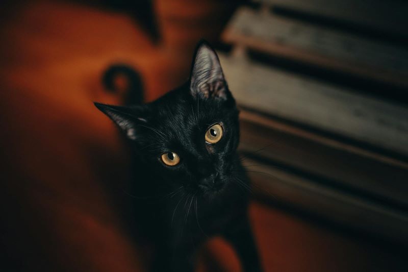 Ilustrasi hantu takau yang menjelma menjadi kucing.