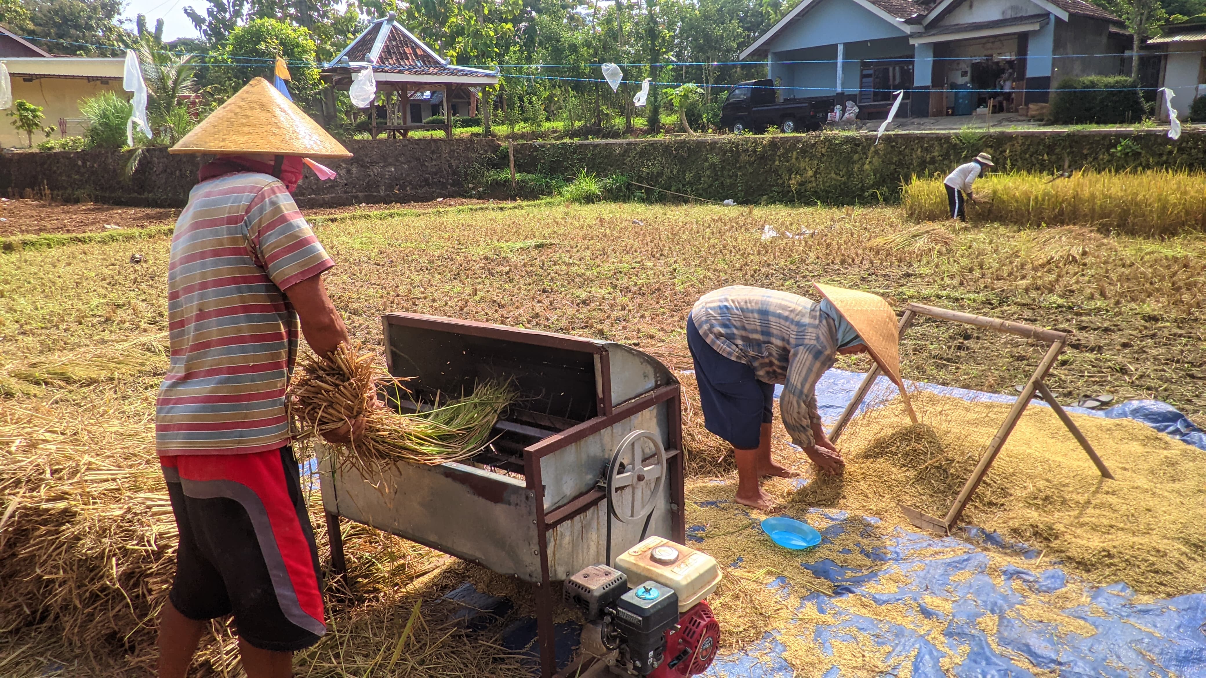 &nbsp;  Petani memanen padi di Kalurahan Beji, Kapanewon Patuk Gunungkidul.