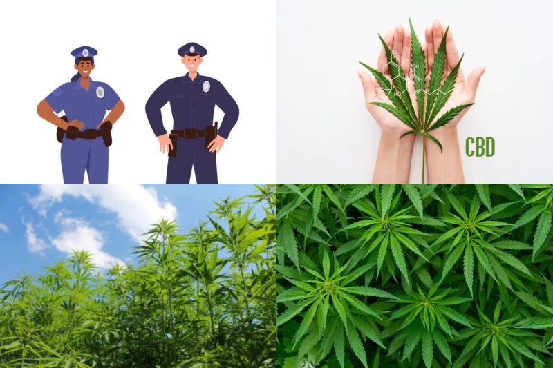 Ilustrasi polisi temukan tanaman ganja.