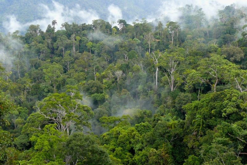 Hutan Kalimantan yang memiliki julukan