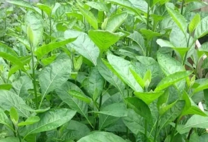 Daun Sambung Nyawa yang kaya akan manfaat