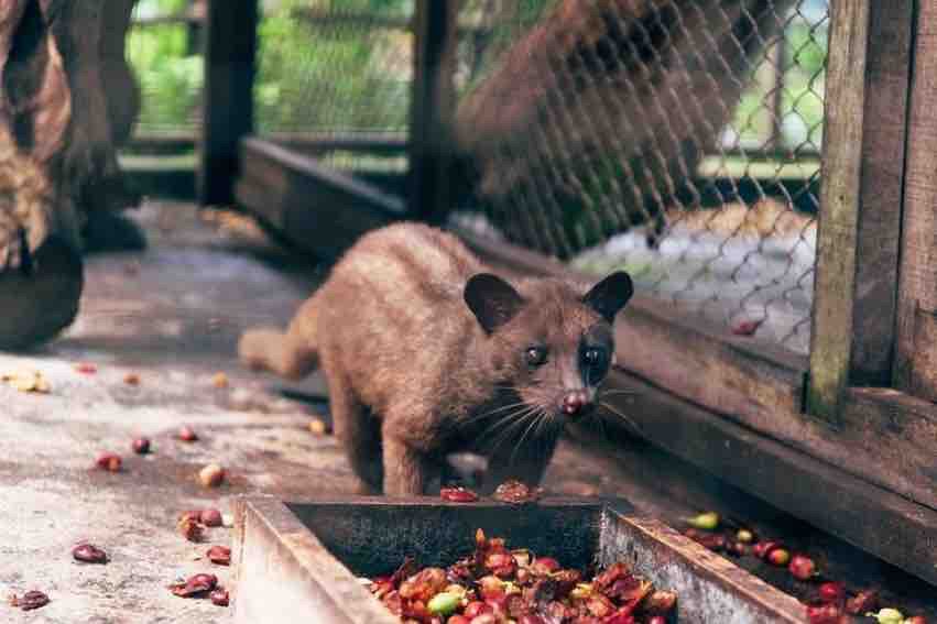 Kopi Luwak https://pin.it/3kkdquvGN