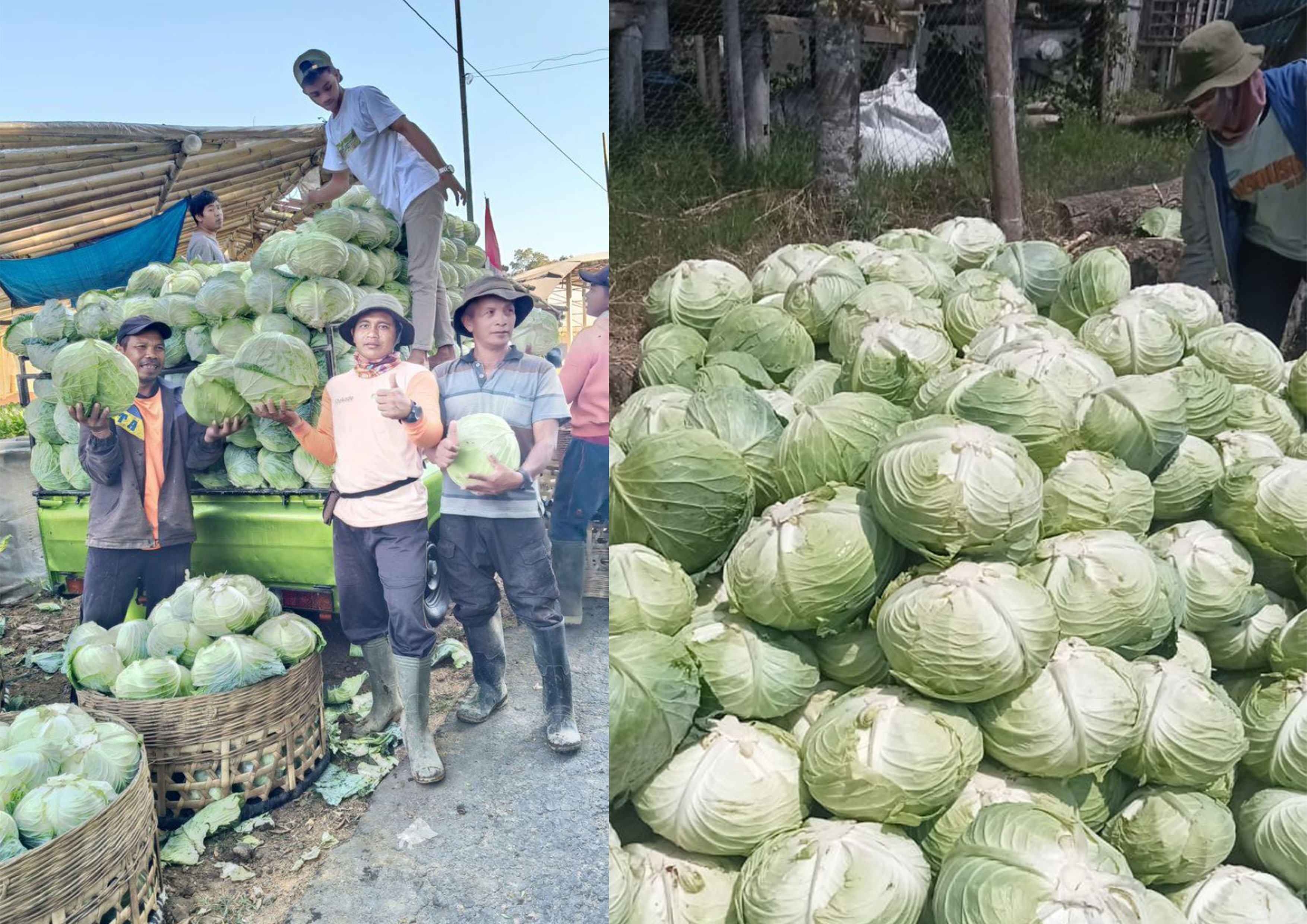 Petani Kubis panen raya.