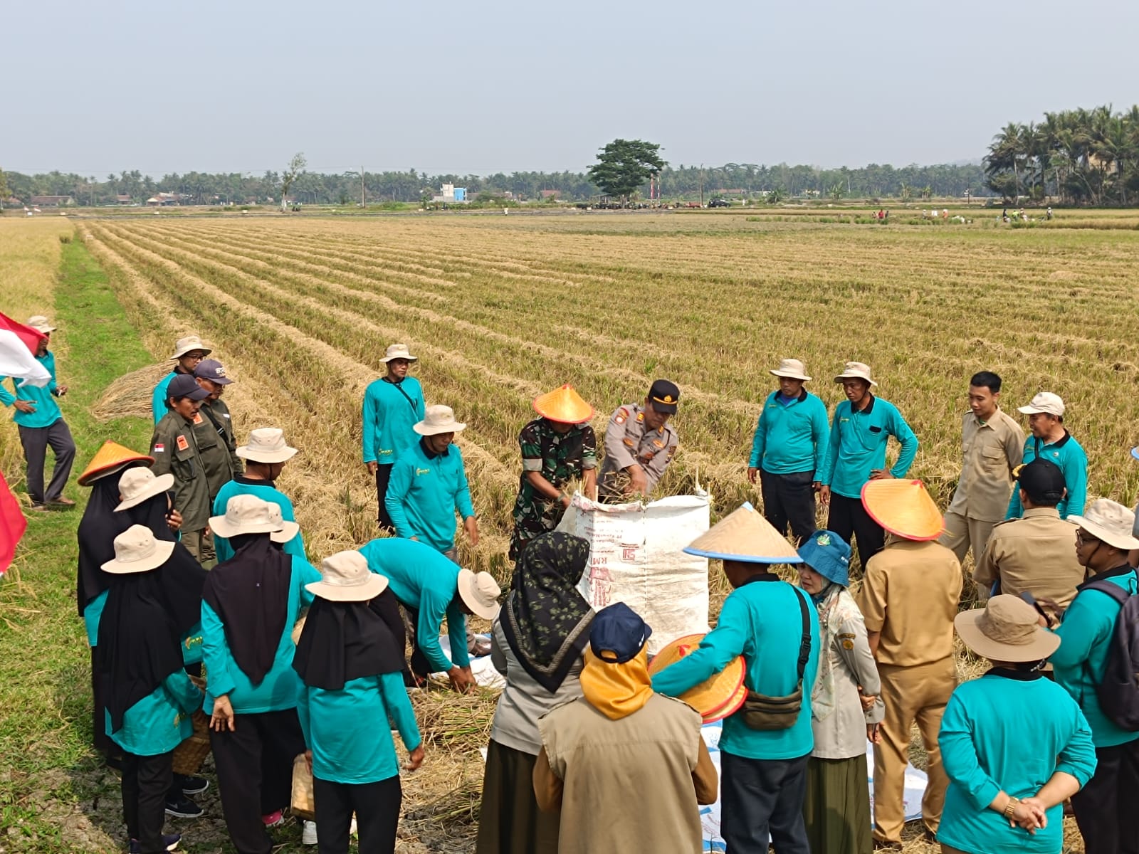 PANEN: Panen raya di Tanah Kas Desa Kalurahan Kaligintung.
