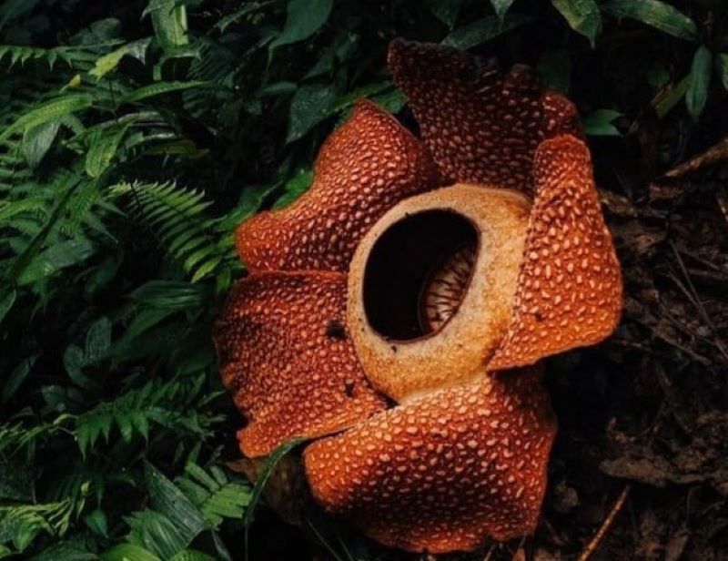 Bunga Rafflesia Arnoldi, Yang Di Tetapkan Sebagai Puspa Langka Nasional