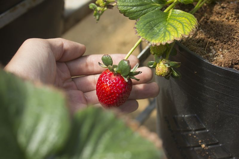 Kebun Buah Strawberry.