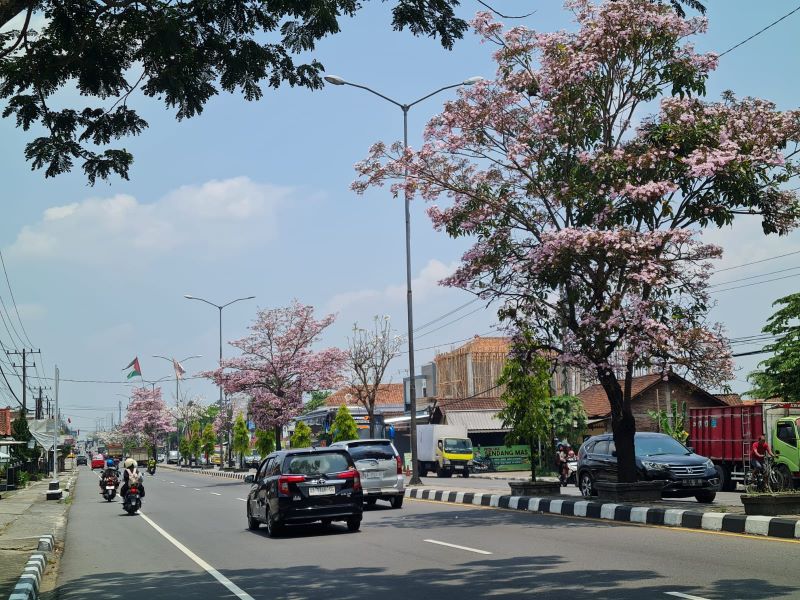 INDAH: Bunga tabebuya yang bermekaran di sepanjang median jalan protokol ini, semakin mempercantik Magelang.