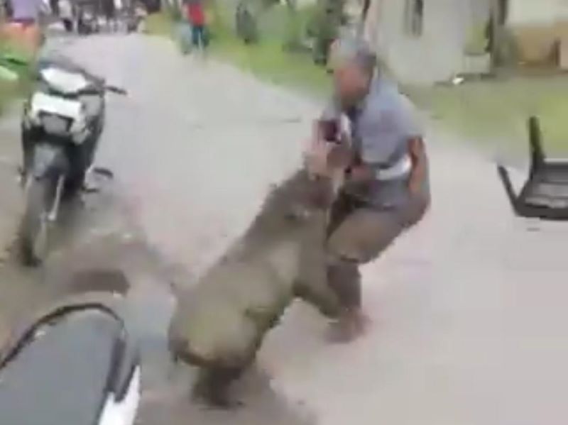 Babi hutan menyerang warga.