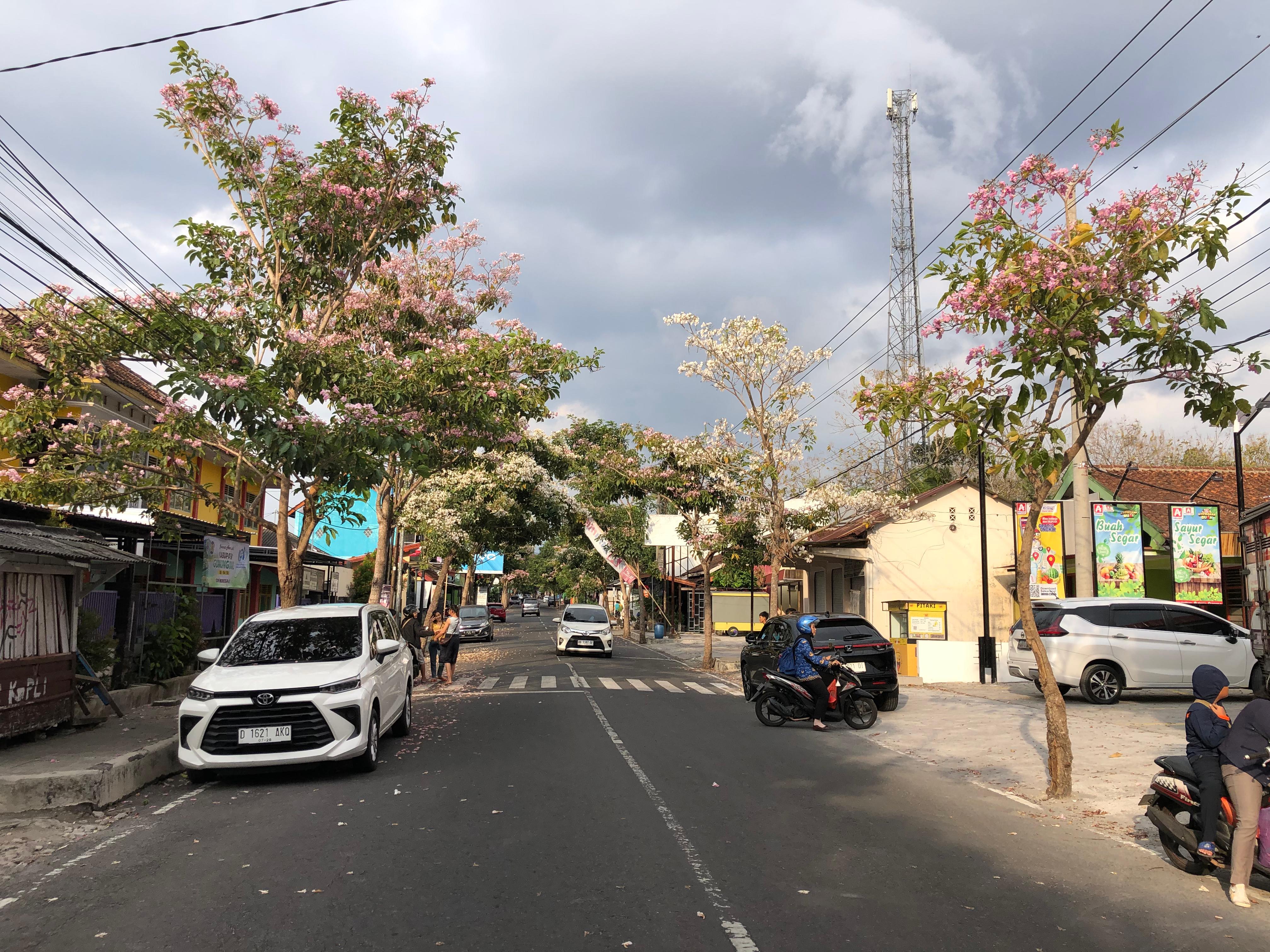 Pohon tabebuya bermekaran di jalan protokol di Kota Wonosari