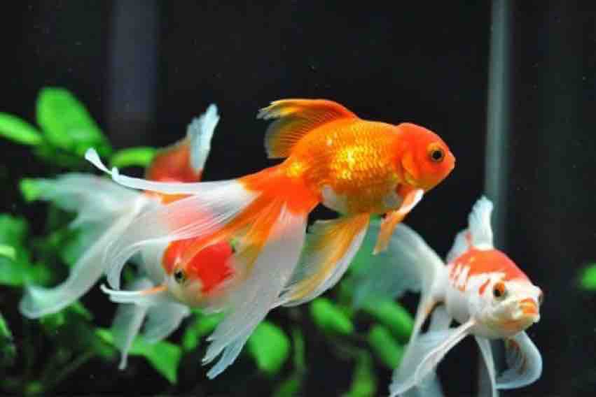 Goldfish https://pin.it/3YGIFjLb8