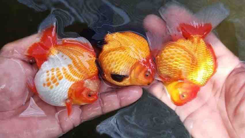 Goldfish https://pin.it/2wkBTofC3