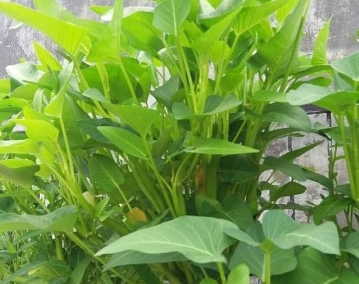 kangkung yang mudah di tanamam di lingkungan rumah