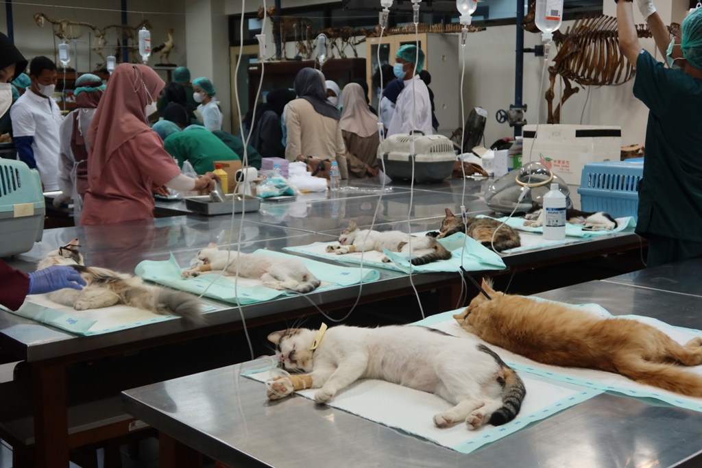 KENDALIKAN POPULASI: Kegiatan sterilisasi vaksinasi rabies terhadapkucing liar yang ada di lingkungan UGM.