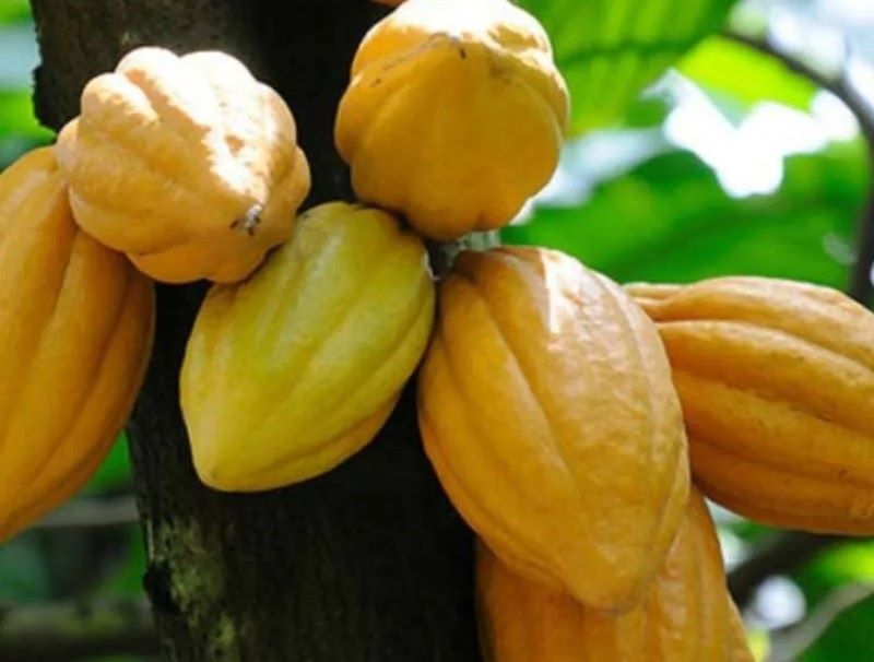 Buah Kakao punya banyak manfaat