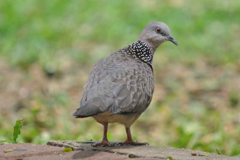 Burung Tekukur, yang sering dianggap membawa keberuntungan.