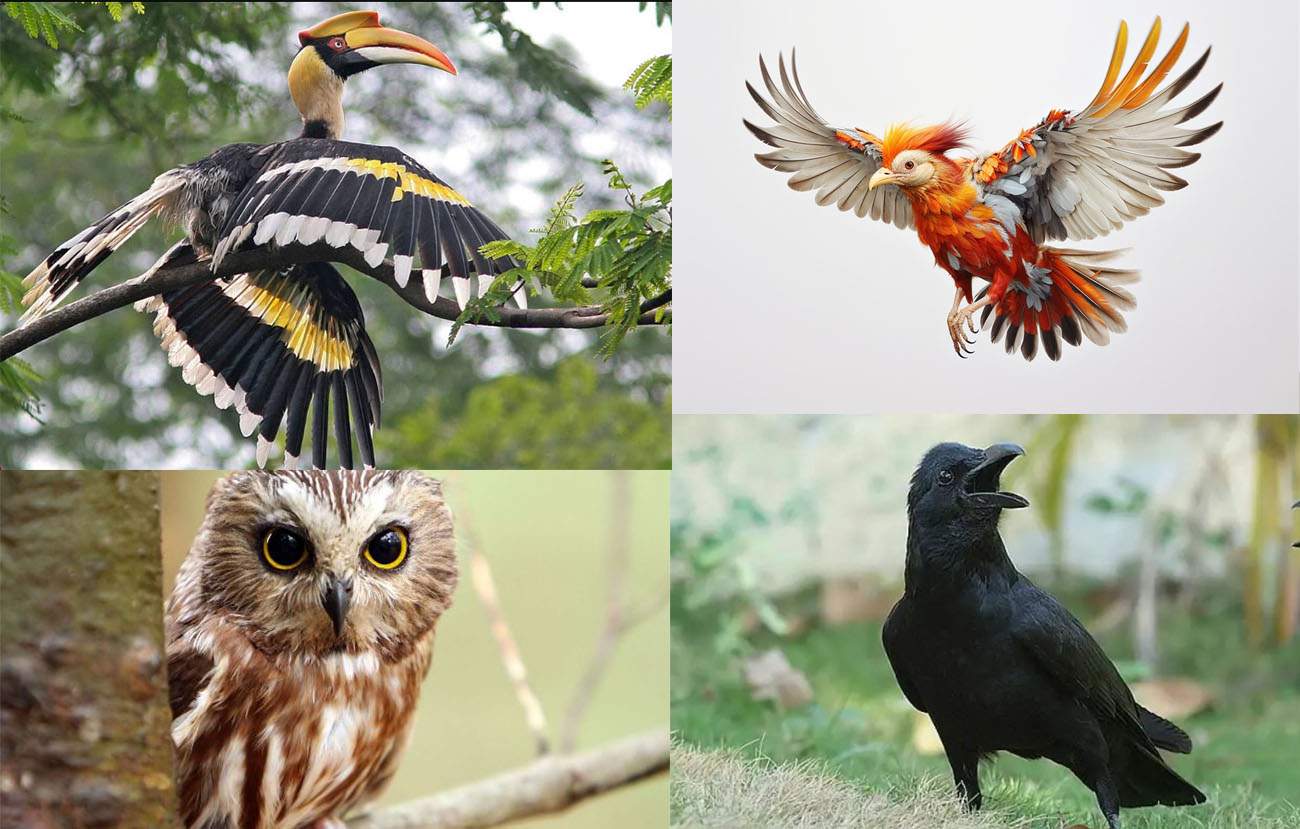 Berbagai jenis burung mengandung mitos.