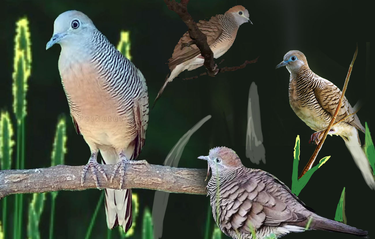 fakta unik dan menarik serta mitos burung perkutut.