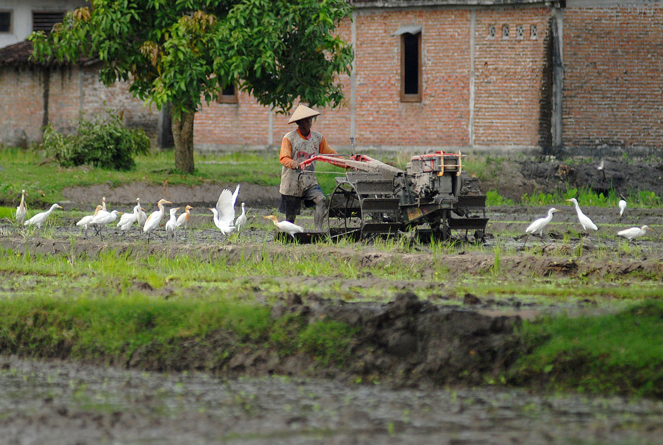 Petani membajak sawah menggunakan mesin traktor di kawasan Gamping, Sleman,  (6/10). Menurut data dari Dinas Pertanian dan Pangan DIY mayoritas petani di DIY berusia 45 tahun ke atas hingga lansia.