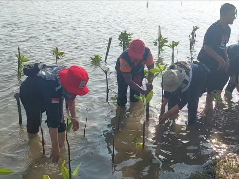 CINTA ALAM : Guru Penggerak menanam 3.000 pohon bakau di kawasan Konservasi Penyu Kaliratu, Klirong.