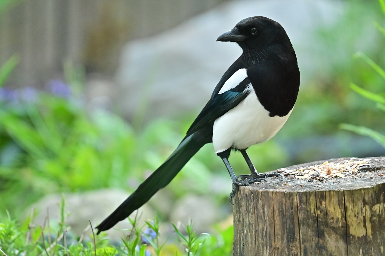 Burung murai batu