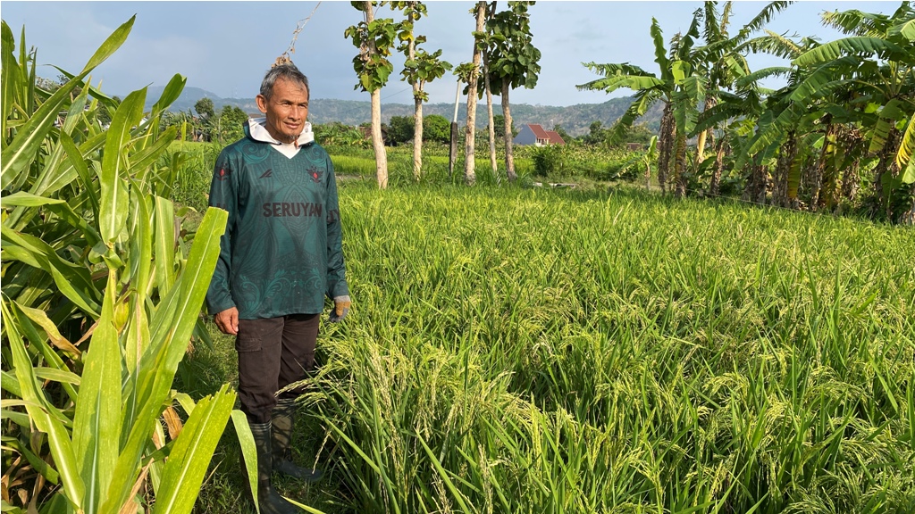 Petani asal Piyungan, Sutejo sedang menilik lahan pertanianya sembari mengusir hama penganggu tanaman saat sore hari.