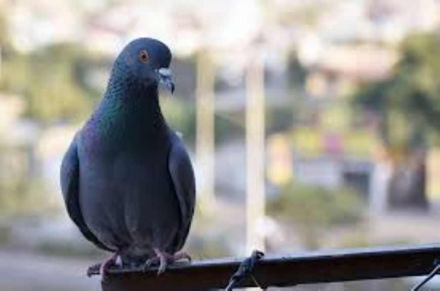 Burung dara