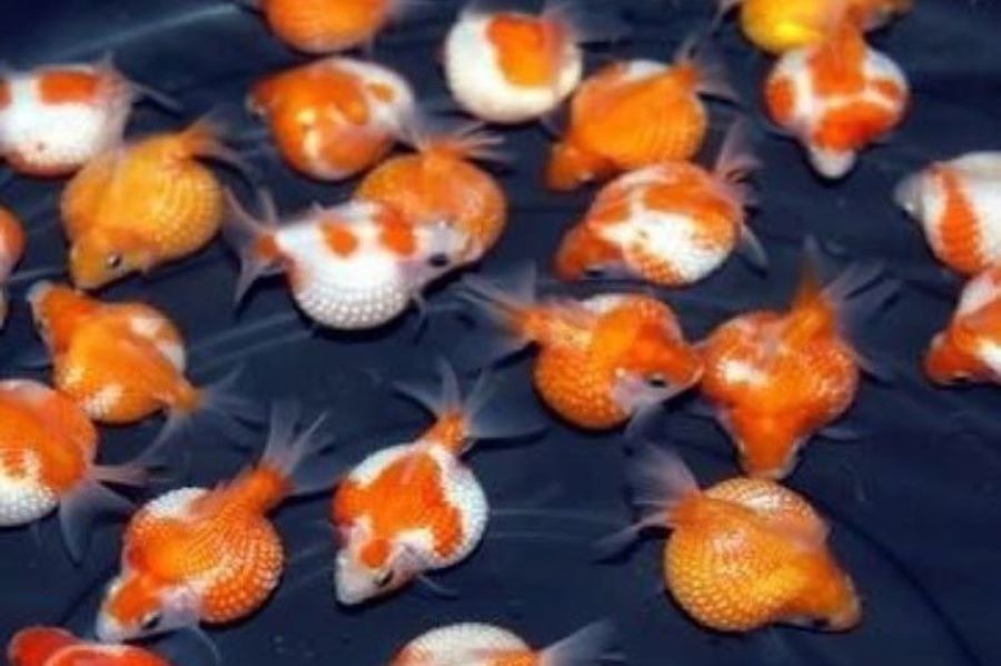 ikan mas koki mutiara