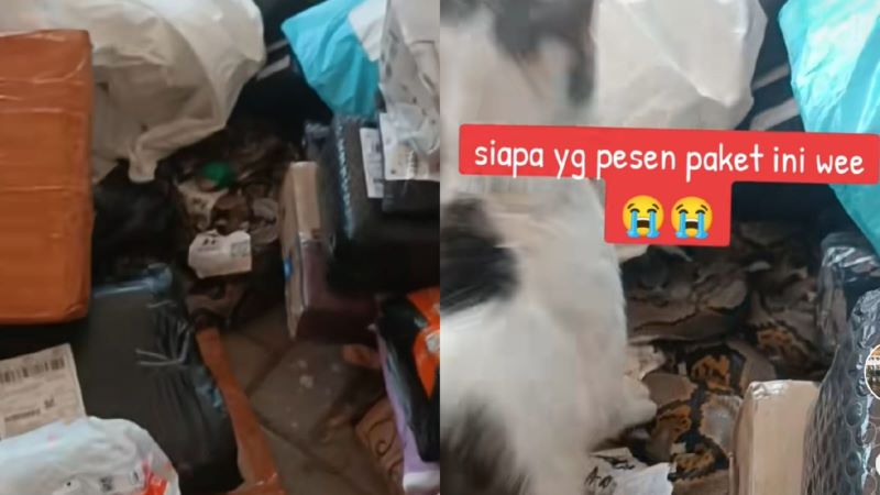 Paket ular tanpa kandang.