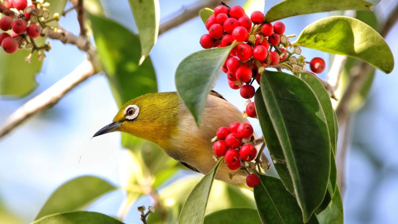 Burung pleci yang sedang mencari makan.