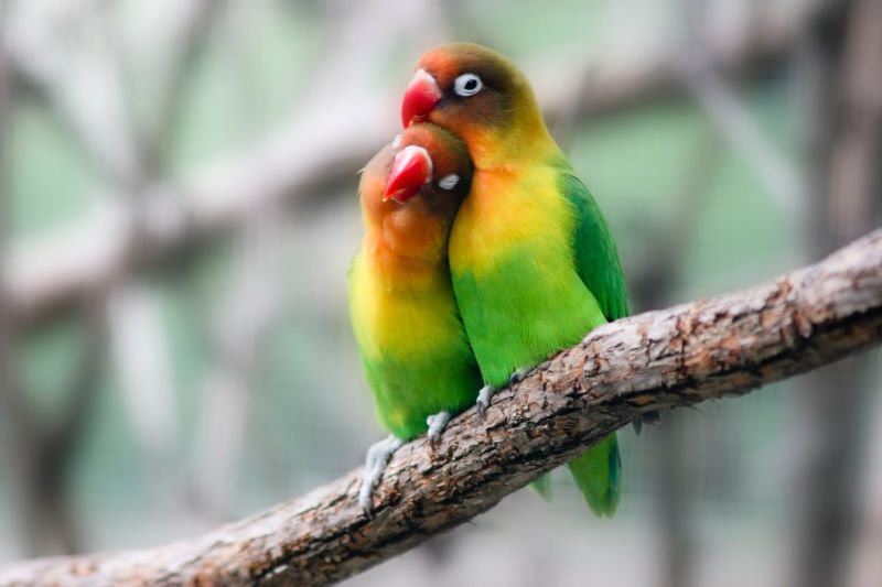 Burung yang melambangkan kesetiaan dalam cinta.