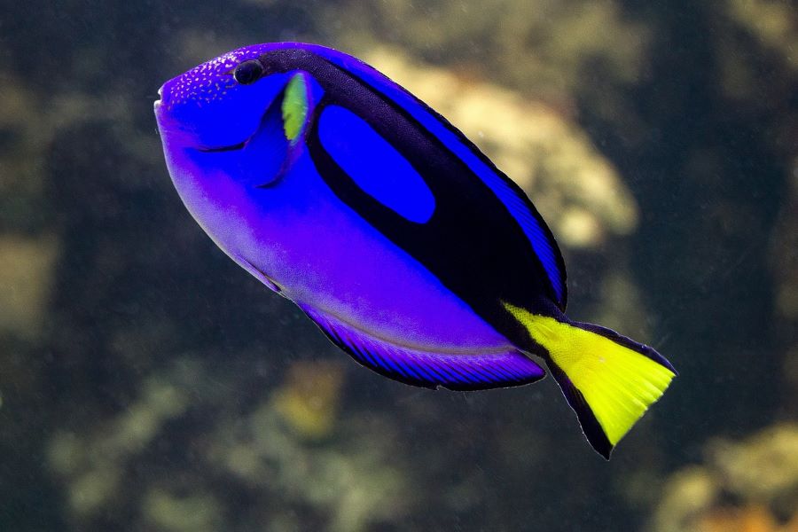 Ikan Dori