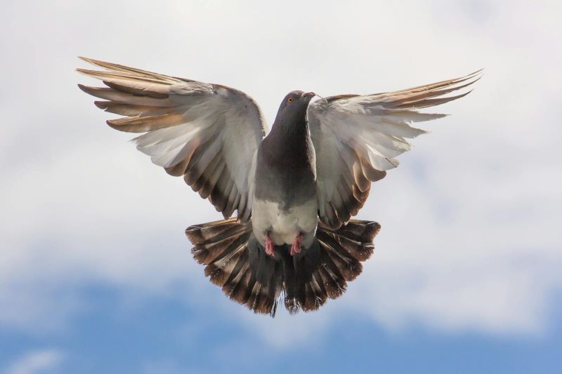 Burung merpati, burung yang sering dijadikan peliharaan.