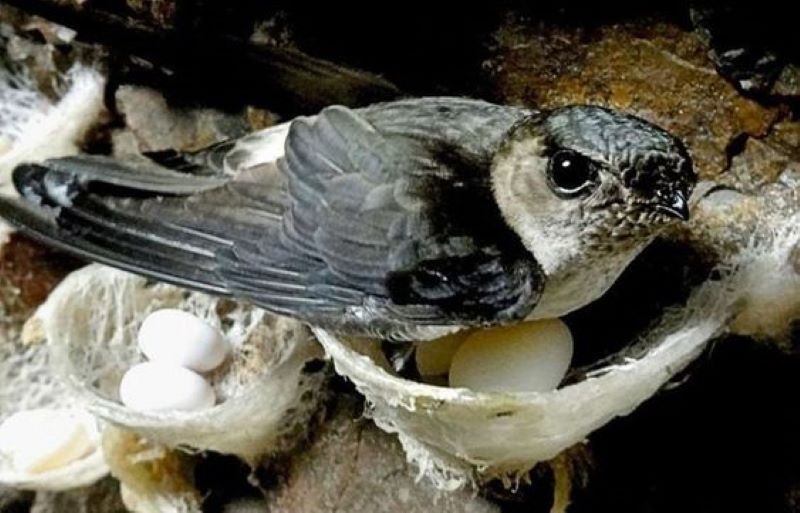 Burung Walet mengerami telur di Sarang.