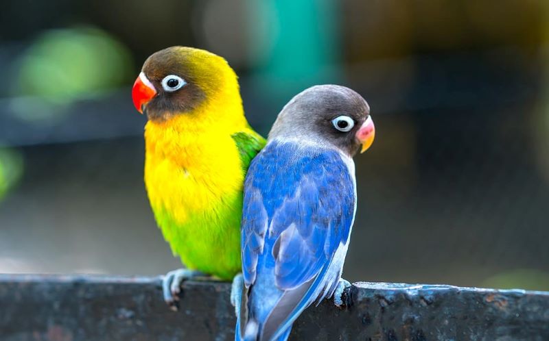 Burung Lovebird.