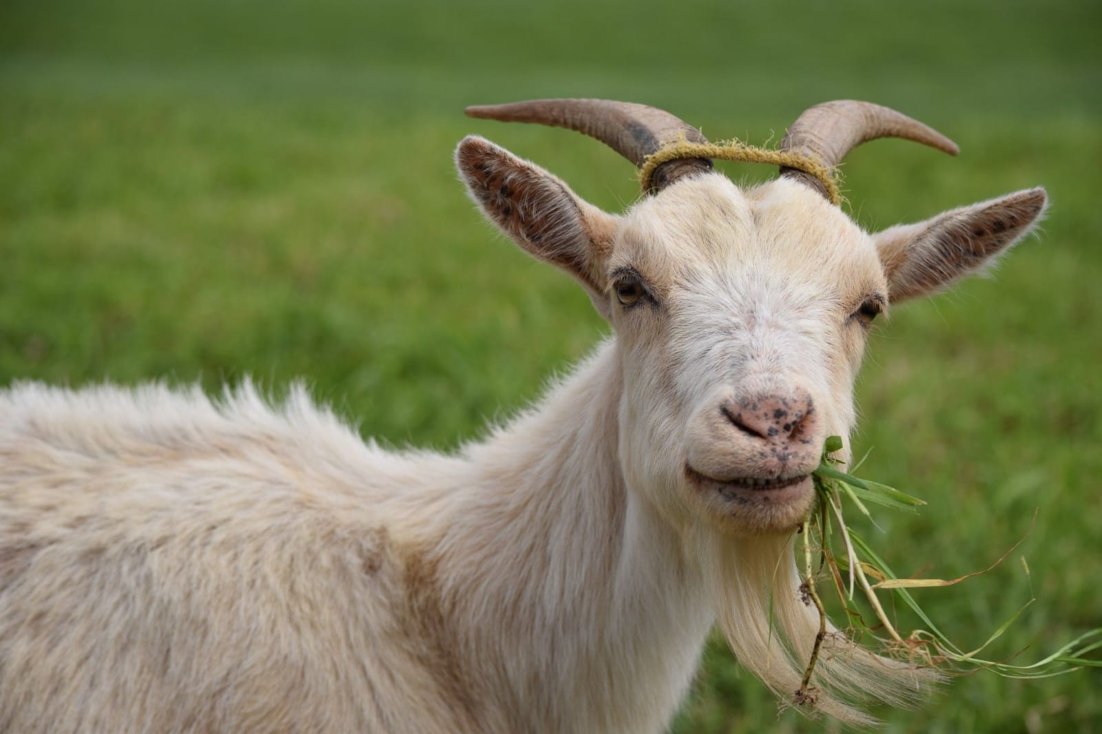 Khasiat susu kambing etawa.