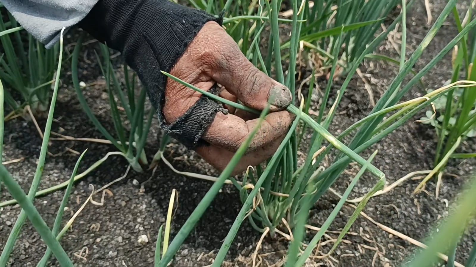 MEMERIKSA: Petani bawang merah memeriksa tanamannya yang tersetang hama.&nbsp;