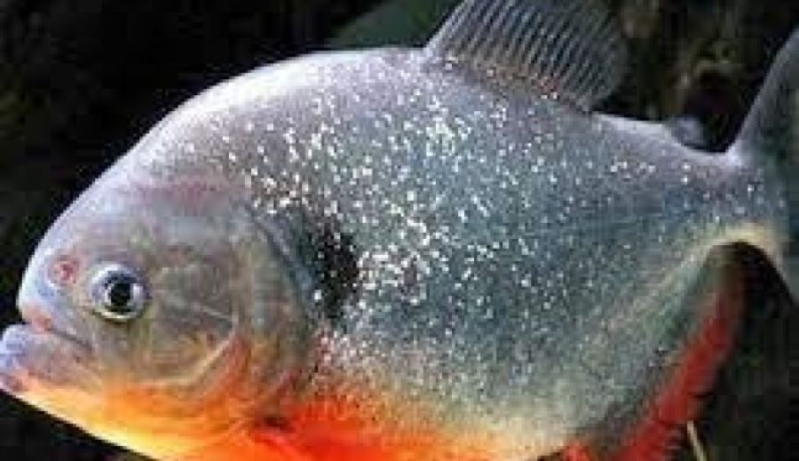 Ikan bawal