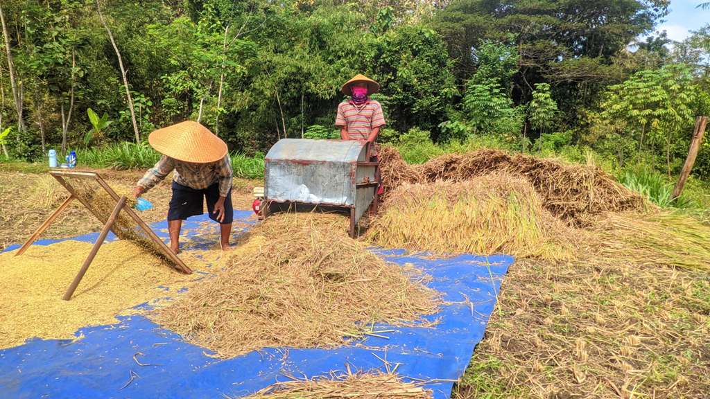 Petani sedang memanen padi di lahan sawahnya, Kalurahan Beji, Patuk, Gunungkidul.